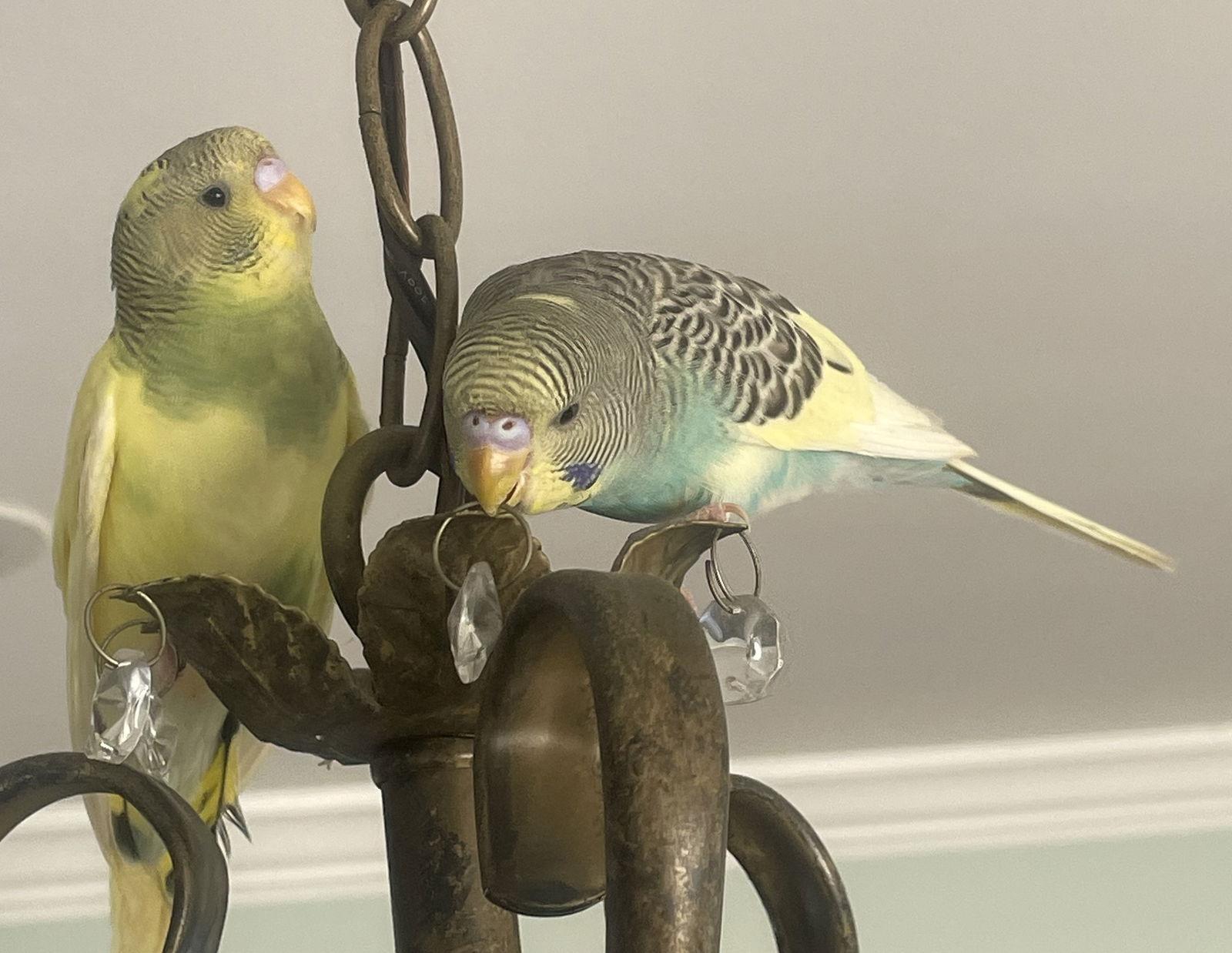 Enlarge Quiche and Luka, a Adopted Budgie / Budgerigar in Belford, NJ image 3/3