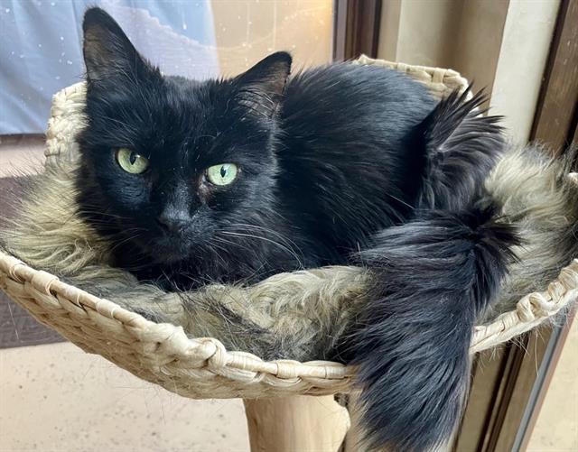 ACORN, Adoptable, Senior Male Domestic Long Hair.