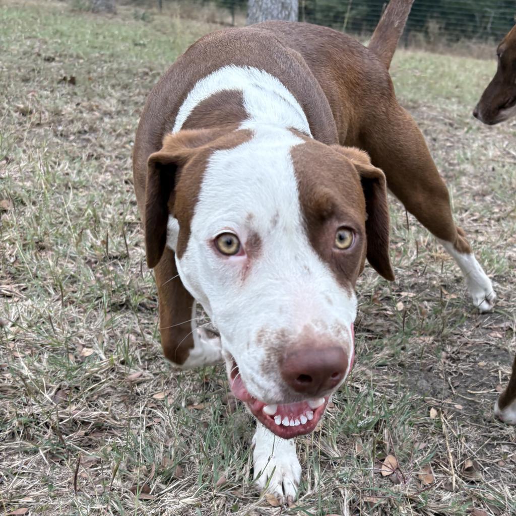 Wilson, Adoptable, Adult Male Mixed Breed.