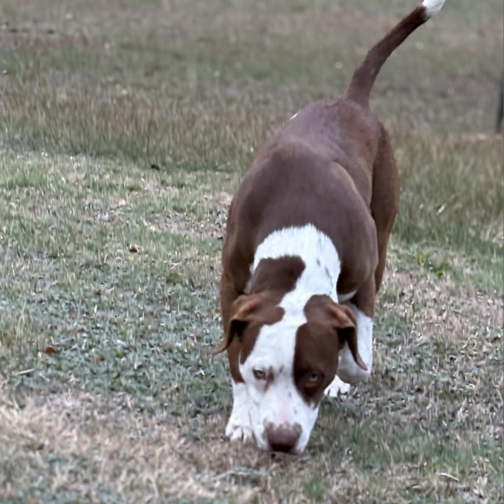 Enlarge Wilson, a Adoptable Mixed Breed in Shiner, TX image 2/6