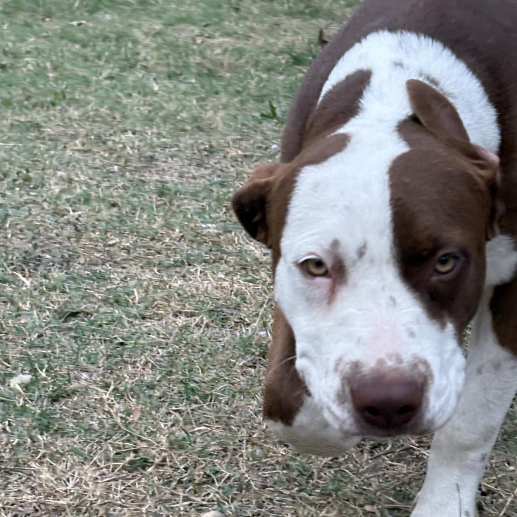 Enlarge Wilson, a Adoptable Mixed Breed in Shiner, TX image 3/6