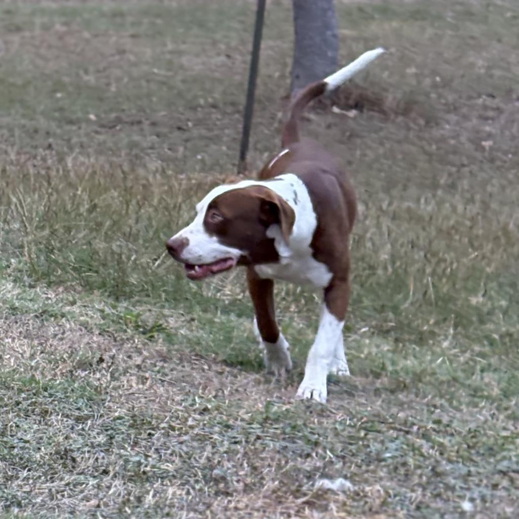 Enlarge Wilson, a Adoptable Mixed Breed in Shiner, TX image 4/6