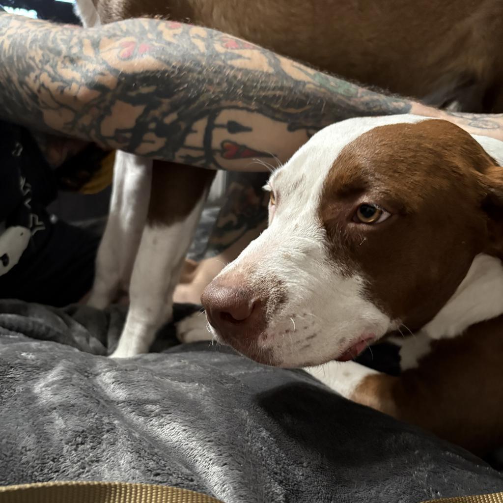 Enlarge Wilson, a Adoptable Mixed Breed in Shiner, TX image 5/6