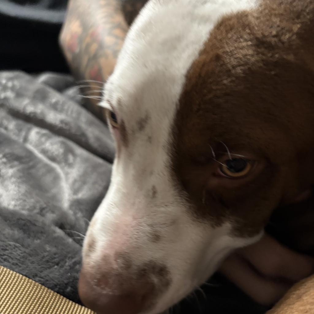 Enlarge Wilson, a Adoptable Mixed Breed in Shiner, TX image 6/6