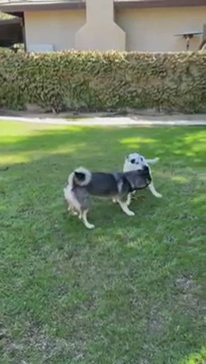 Enlarge Mally, a Adopted mixed breed in Thousand Oaks, CA video 5/9
