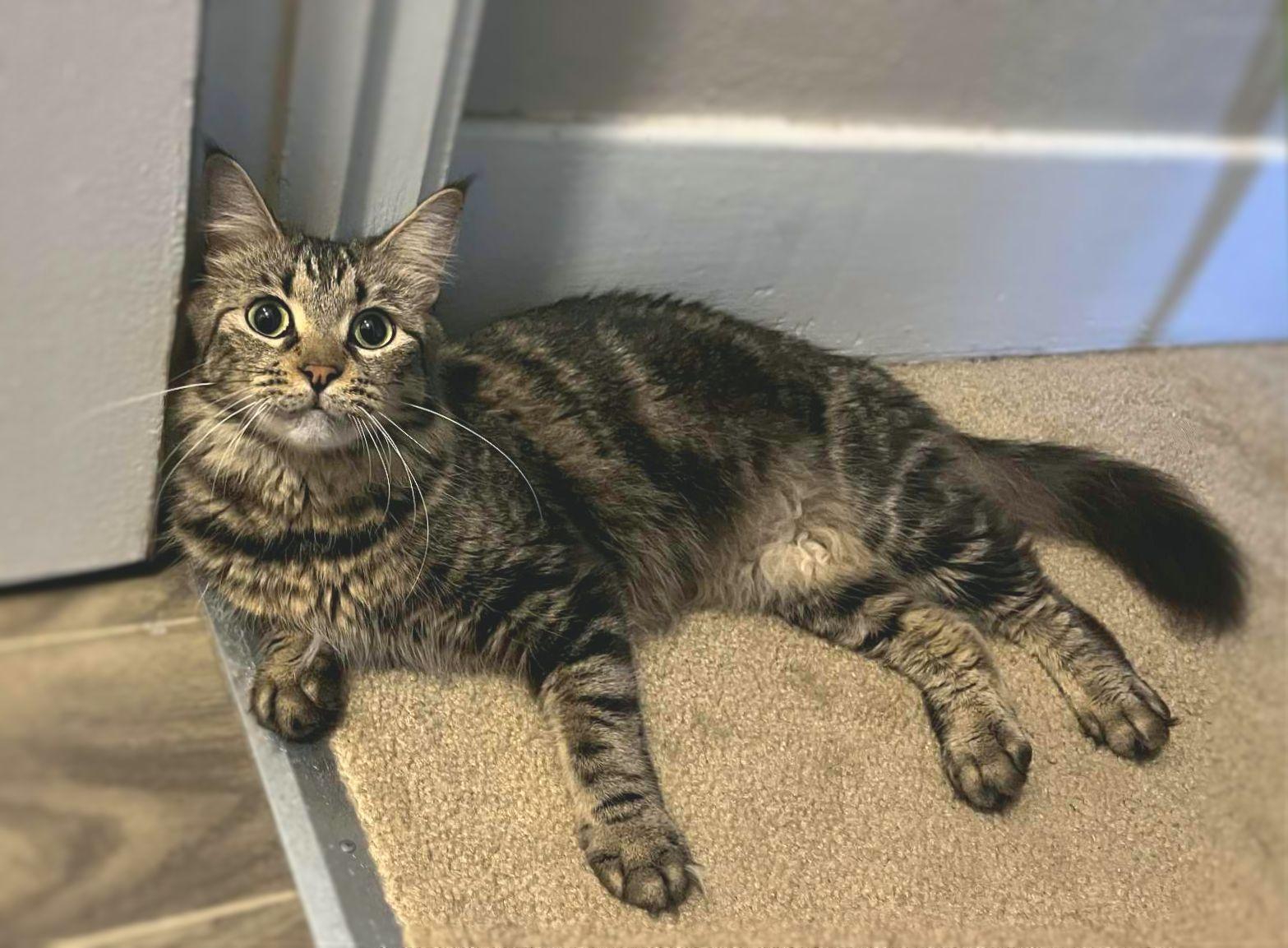 Mochi, Young Female unknown