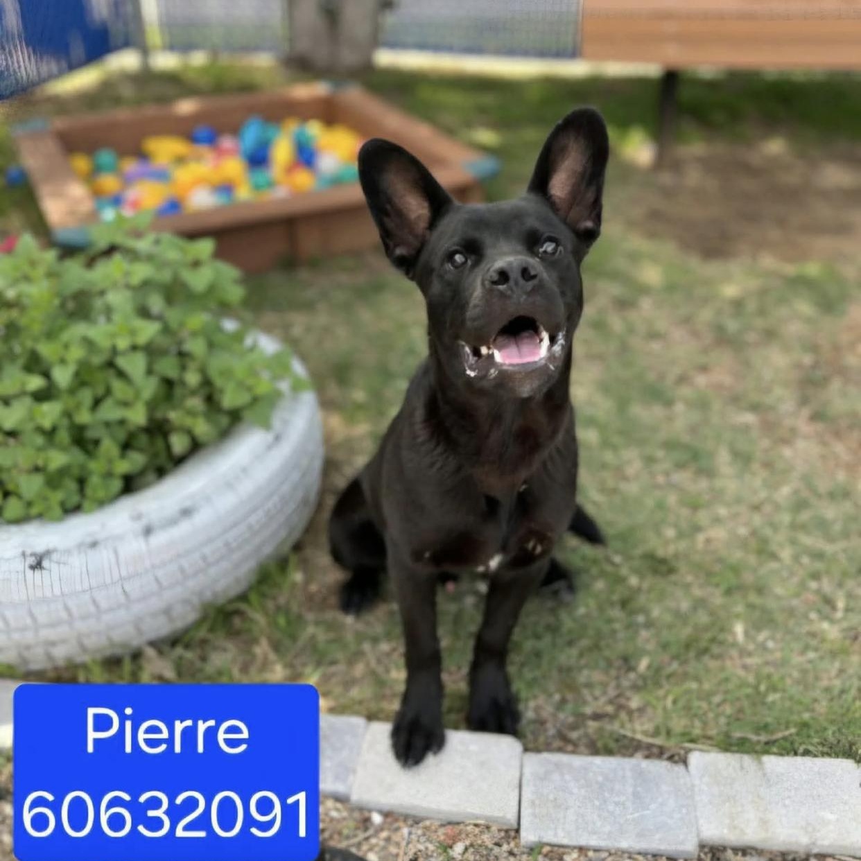 Pierre, a ADOPTABLE mixed breed in Bethel, VT image 3/5