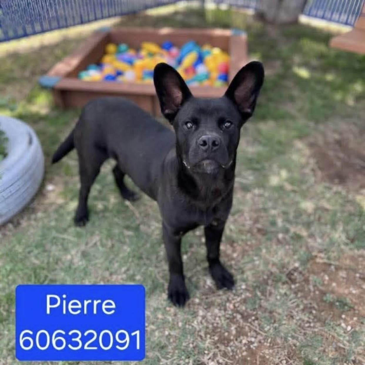 Pierre, a ADOPTABLE mixed breed in Bethel, VT image 5/5