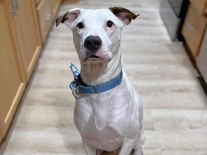 SNOW, Adoptable, Adult Male American Staffordshire Terrier & Labrador Retriever.