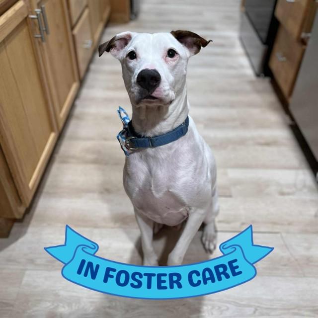 Enlarge SNOW, a Adoptable mixed breed in Tallahassee, FL image 1/1