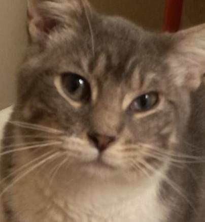 Fonzie, a ADOPTABLE Domestic Short Hair in Garrett Park, MD image 1/2