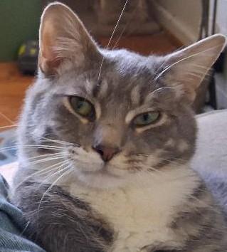 Fonzie, ADOPTABLE, Young Male Domestic Short Hair.