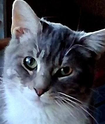 Fonzie, ADOPTABLE, Young Male Domestic Short Hair.