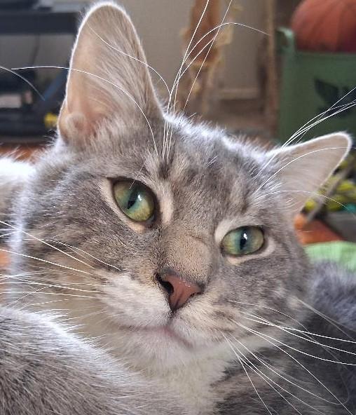 Enlarge Fonzie, a ADOPTABLE Domestic Short Hair in Garrett Park, MD image 1/6