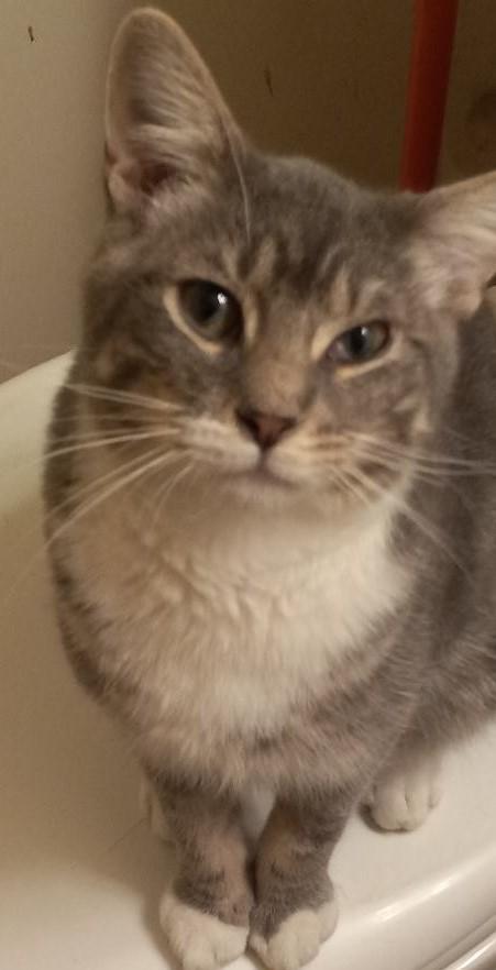 Fonzie, a ADOPTABLE Domestic Short Hair in Garrett Park, MD image 2/2