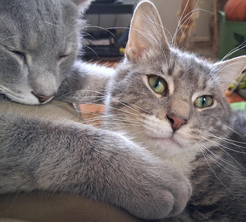 Enlarge Fonzie, a ADOPTABLE Domestic Short Hair in Garrett Park, MD image 2/6