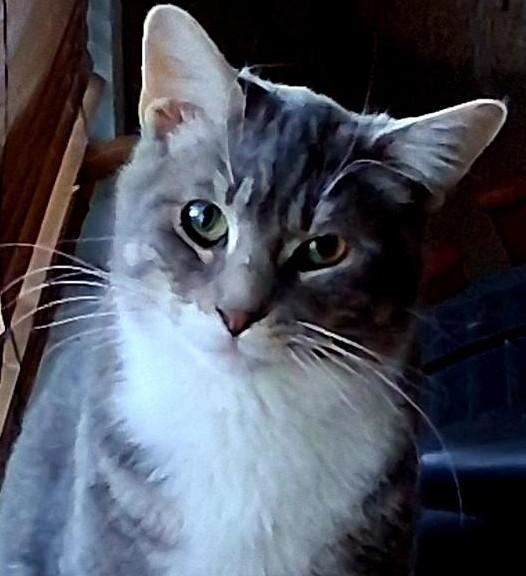 Enlarge Fonzie, a ADOPTABLE Domestic Short Hair in Garrett Park, MD image 6/6