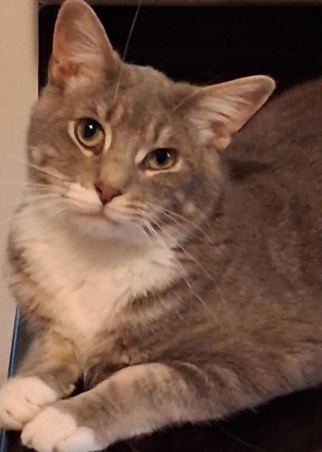 Enlarge Fonzie, a ADOPTABLE Domestic Short Hair in Garrett Park, MD image 1/6