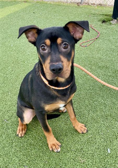 JORDAN, Adoptable, Young Male Labrador Retriever & Mixed Breed.