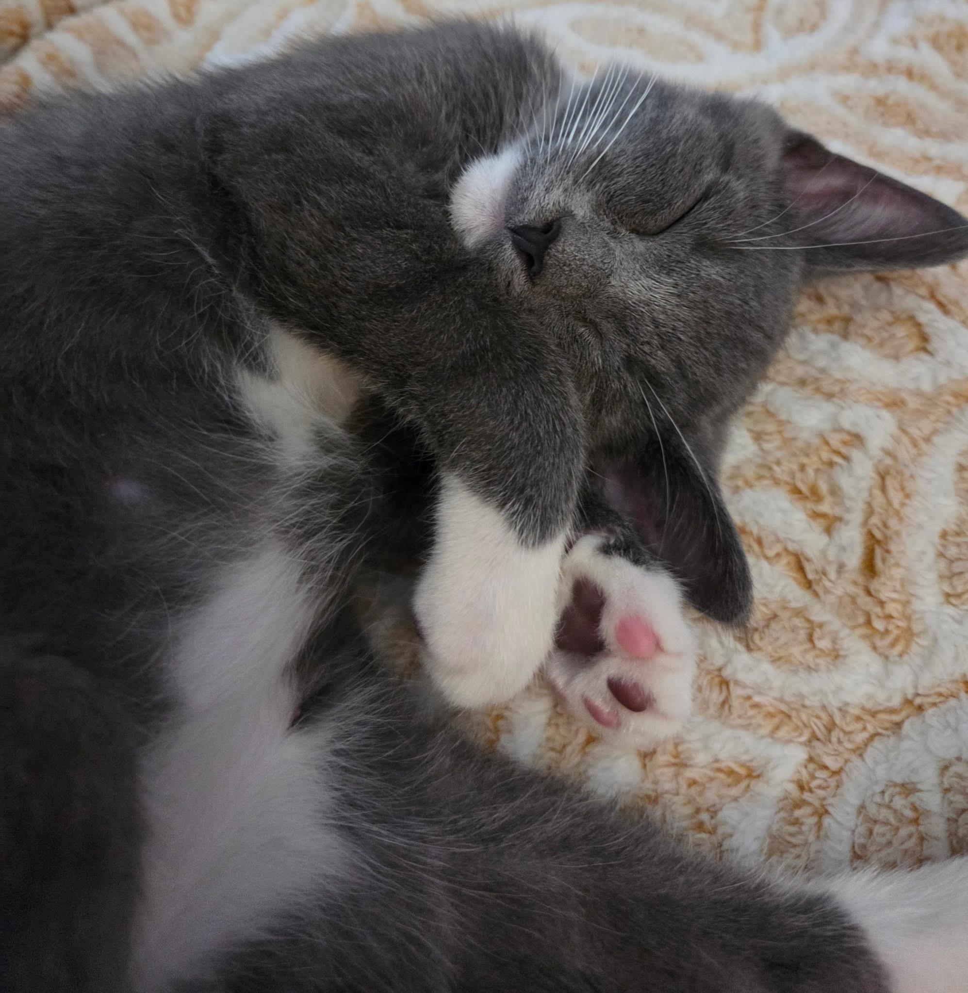 Enlarge Hamish, an adopted mixed breed in Chattanooga, TN image 2/5