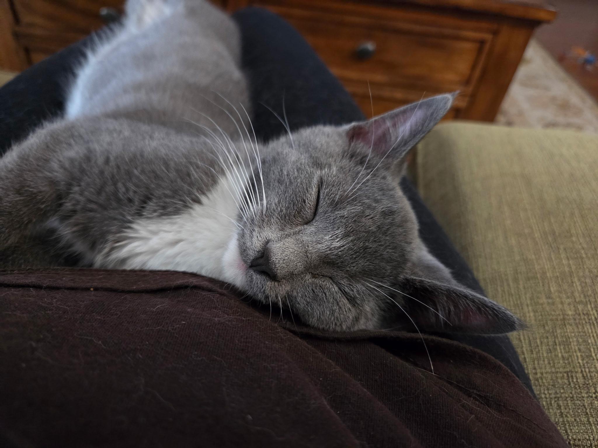 Enlarge Hamish, an adopted mixed breed in Chattanooga, TN image 5/5