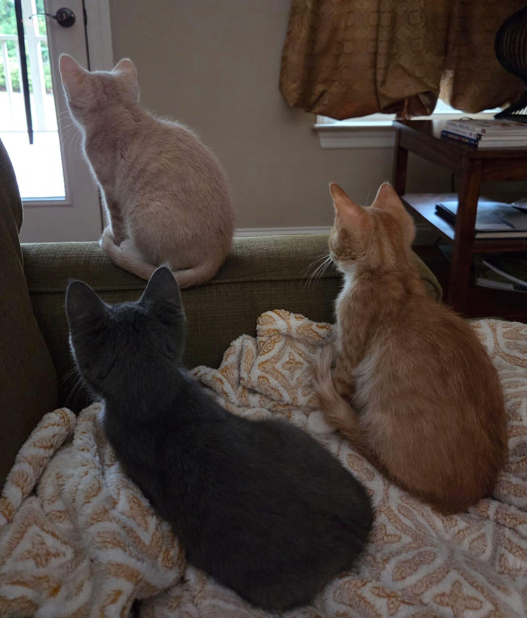 Enlarge Hamish, an adopted mixed breed in Chattanooga, TN image 3/5