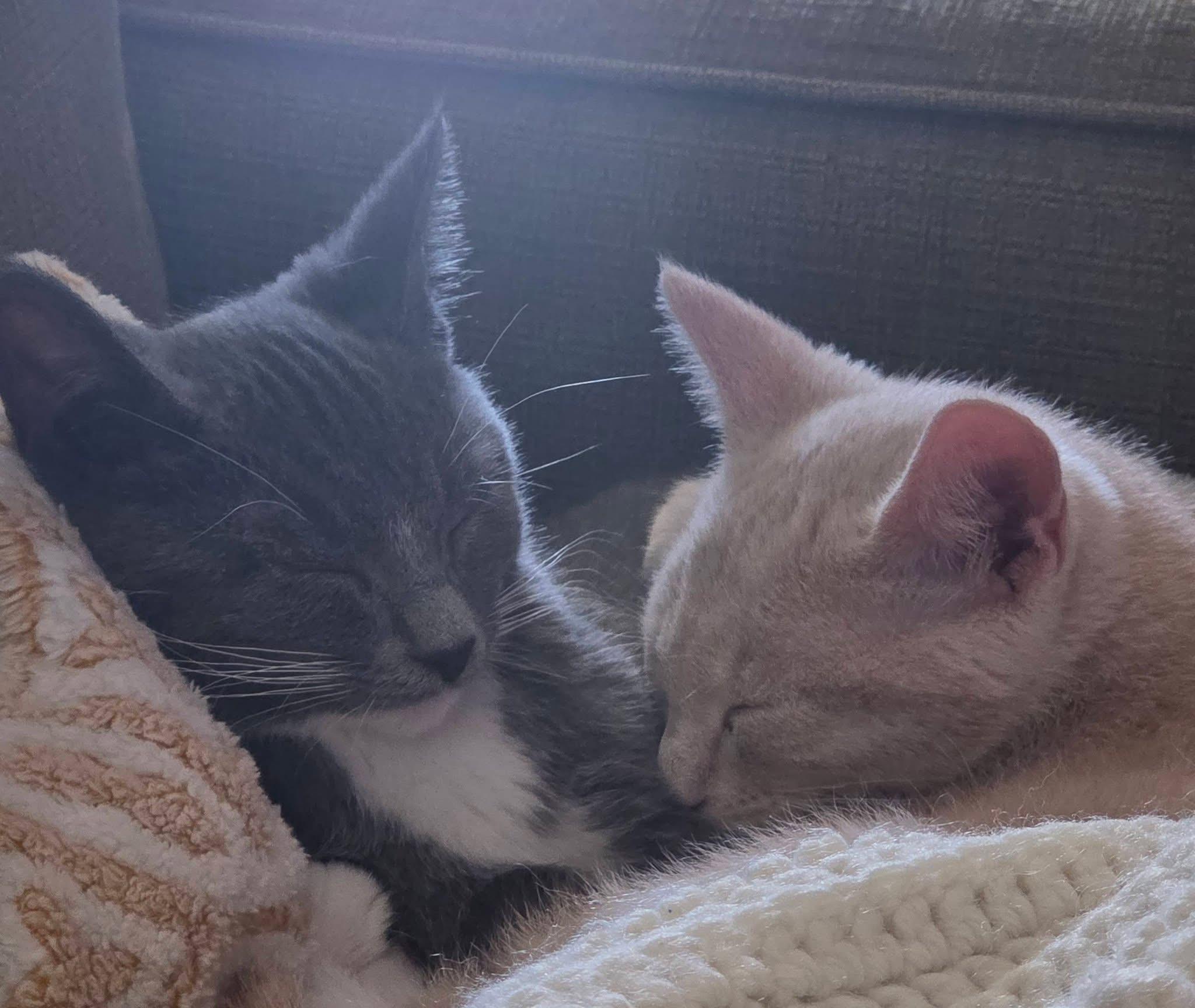 Enlarge Hamish, an adopted mixed breed in Chattanooga, TN image 4/5