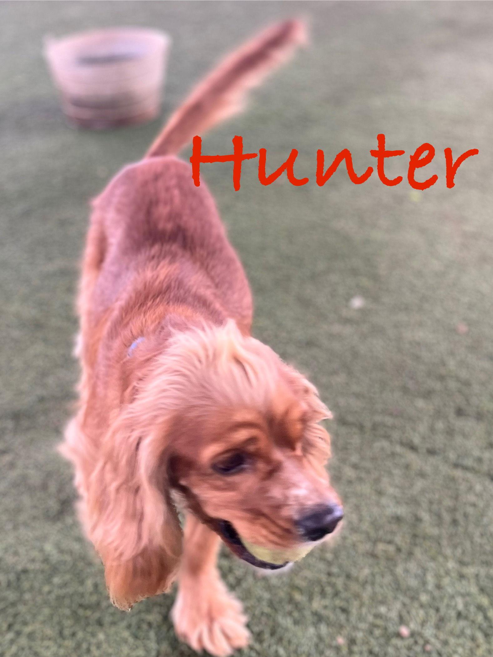 Hunter, Adopted, Adult Male Cocker Spaniel.