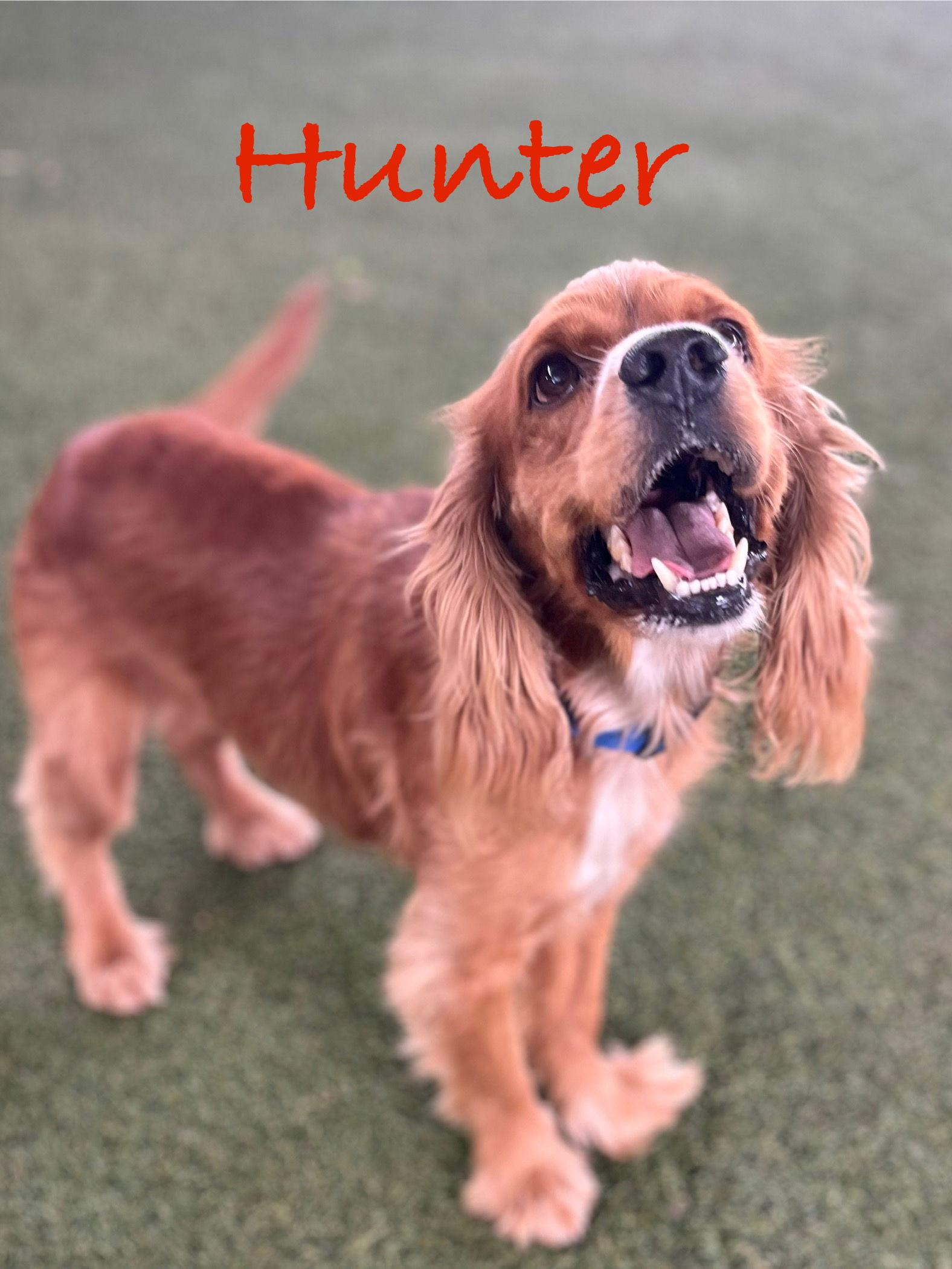 Enlarge Hunter, a Adopted Cocker Spaniel in Pipe Creek, TX image 2/3