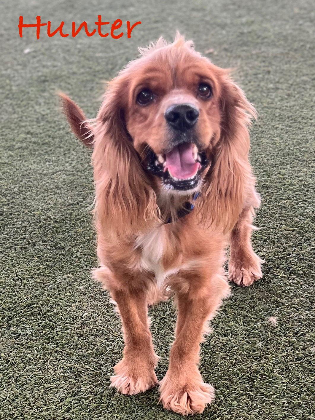 Enlarge Hunter, a Adopted Cocker Spaniel in Pipe Creek, TX image 3/3