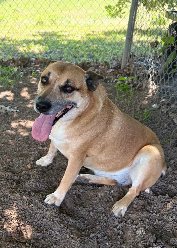 Chonga, Adoptable, Adult Female Australian Cattle Dog / Blue Heeler.