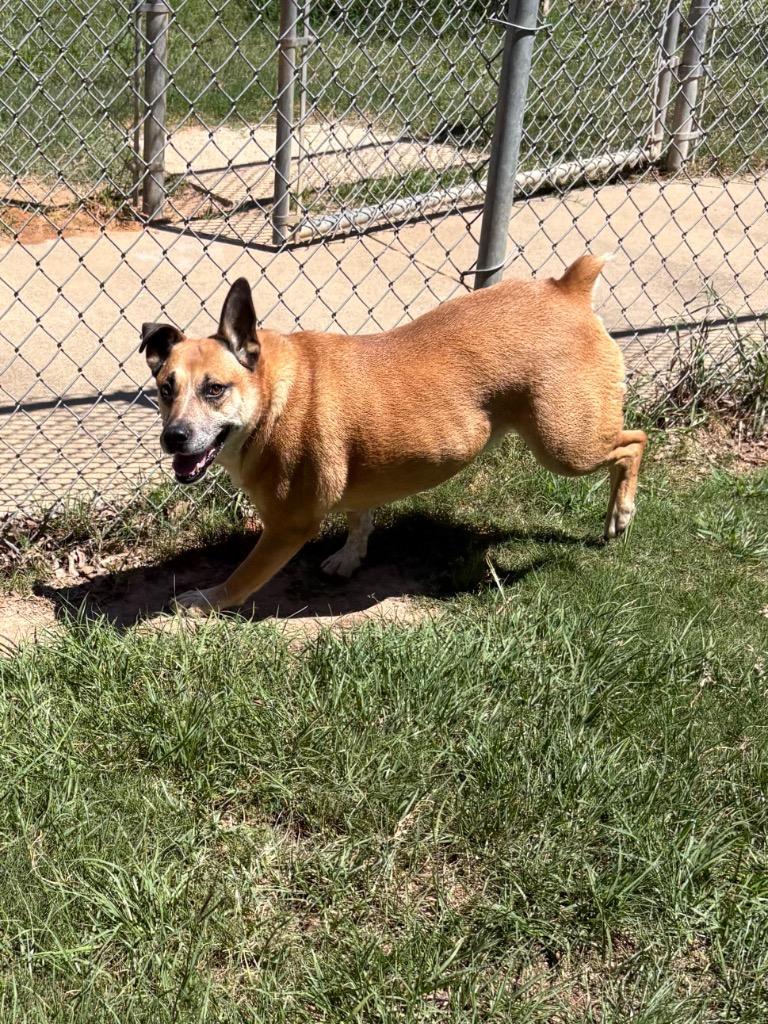 Enlarge Chonga, a Adoptable Australian Cattle Dog / Blue Heeler in Nacogdoches, TX image 2/5