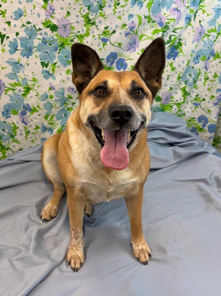 Enlarge Chonga, a Adoptable Australian Cattle Dog / Blue Heeler in Nacogdoches, TX image 3/5