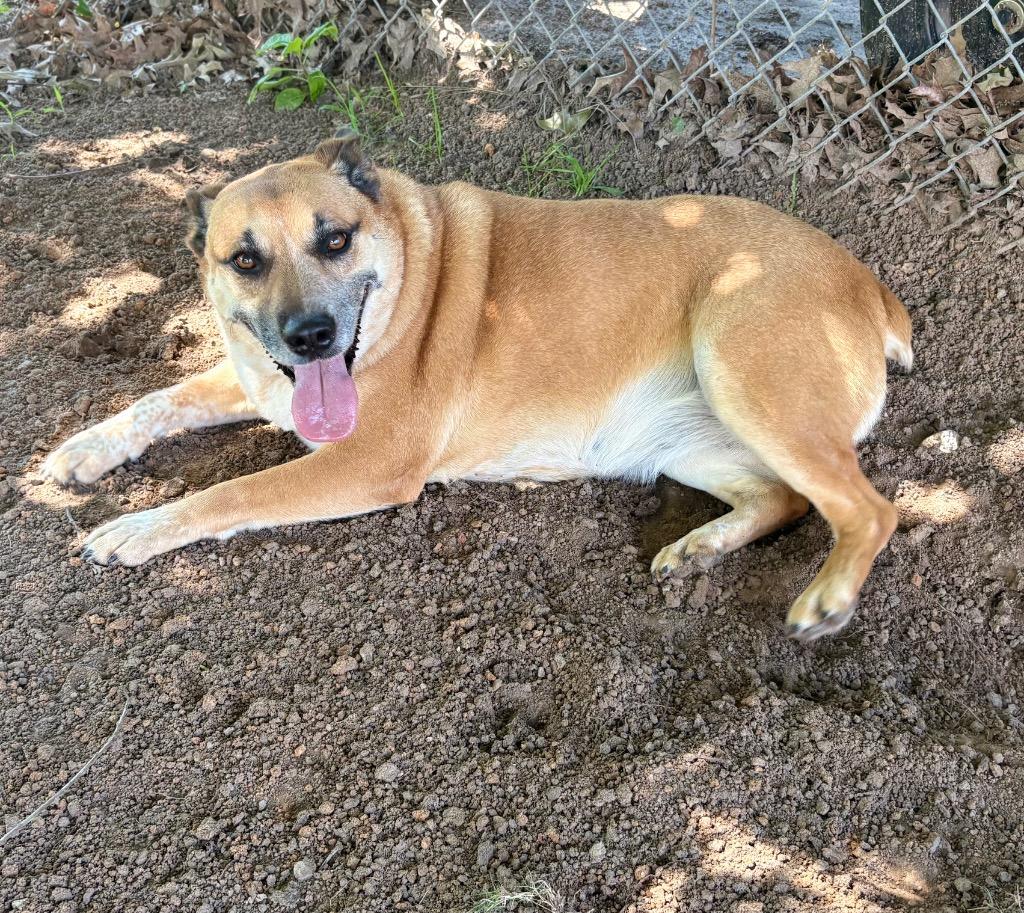 Enlarge Chonga, a Adoptable Australian Cattle Dog / Blue Heeler in Nacogdoches, TX image 4/5