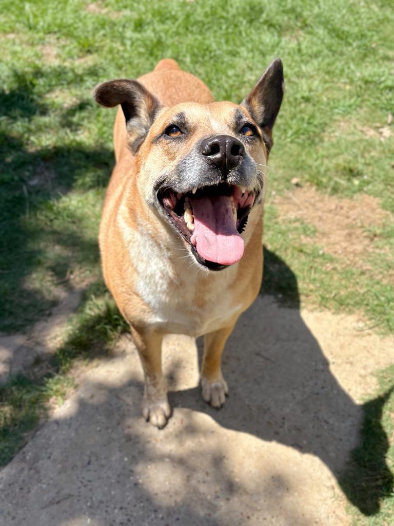 Enlarge Chonga, a Adoptable Australian Cattle Dog / Blue Heeler in Nacogdoches, TX image 5/5