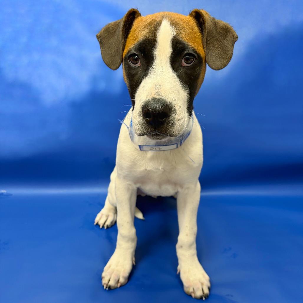217 (2026) Moose, Adoptable, Puppy Male Pit Bull Terrier.
