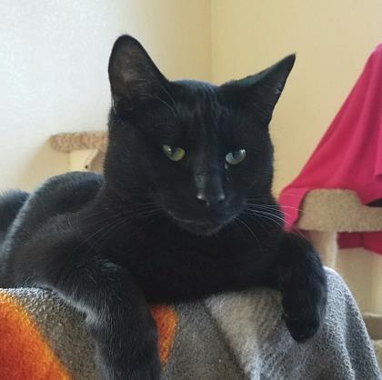 Enlarge Pong, a Adoptable Domestic Short Hair in Mountain Center, CA image 1/2