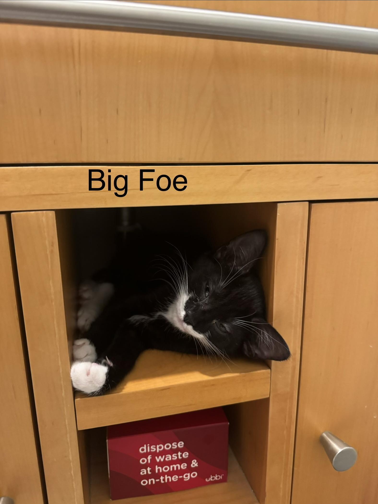 Enlarge Big Foe (Bonded with Coco), a Adoptable Domestic Short Hair in Long Island City, NY image 1/6