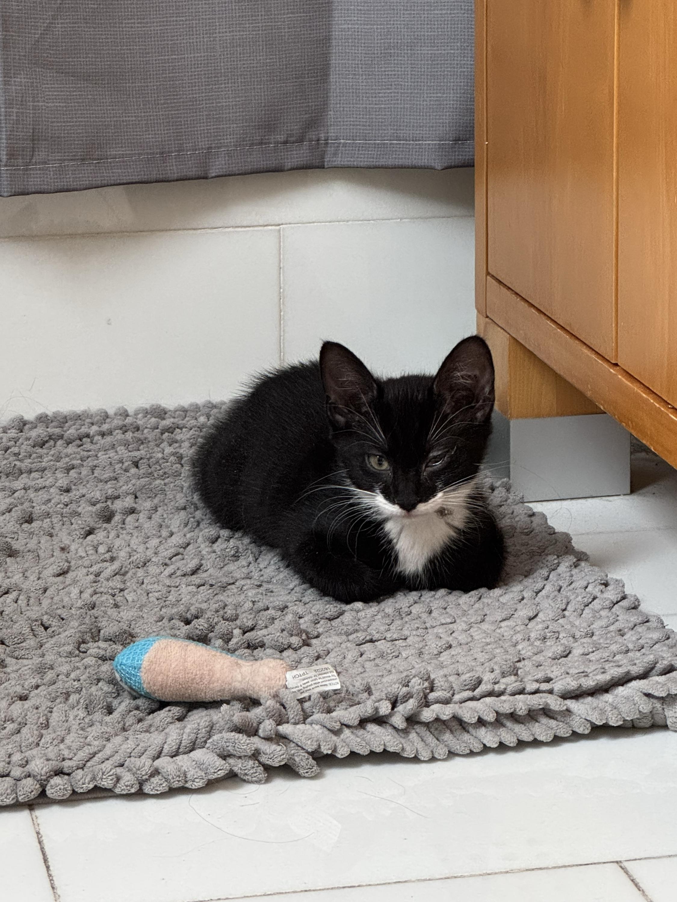 Enlarge Big Foe (Bonded with Coco), a Adoptable Domestic Short Hair in Long Island City, NY image 2/6