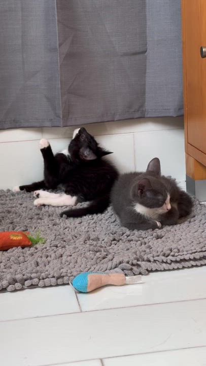 Enlarge Big Foe (Bonded with Coco), a Adoptable Domestic Short Hair in Long Island City, NY video 6/6