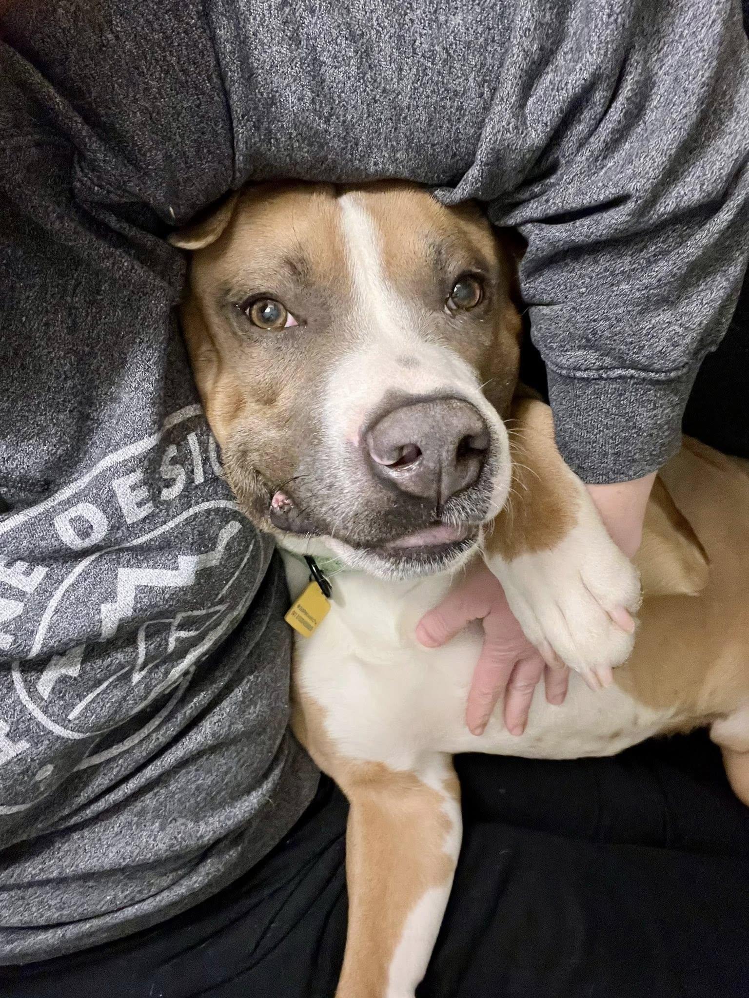 Enlarge Chadwick, an adoptable mixed breed in Cleveland, OH image 1/6