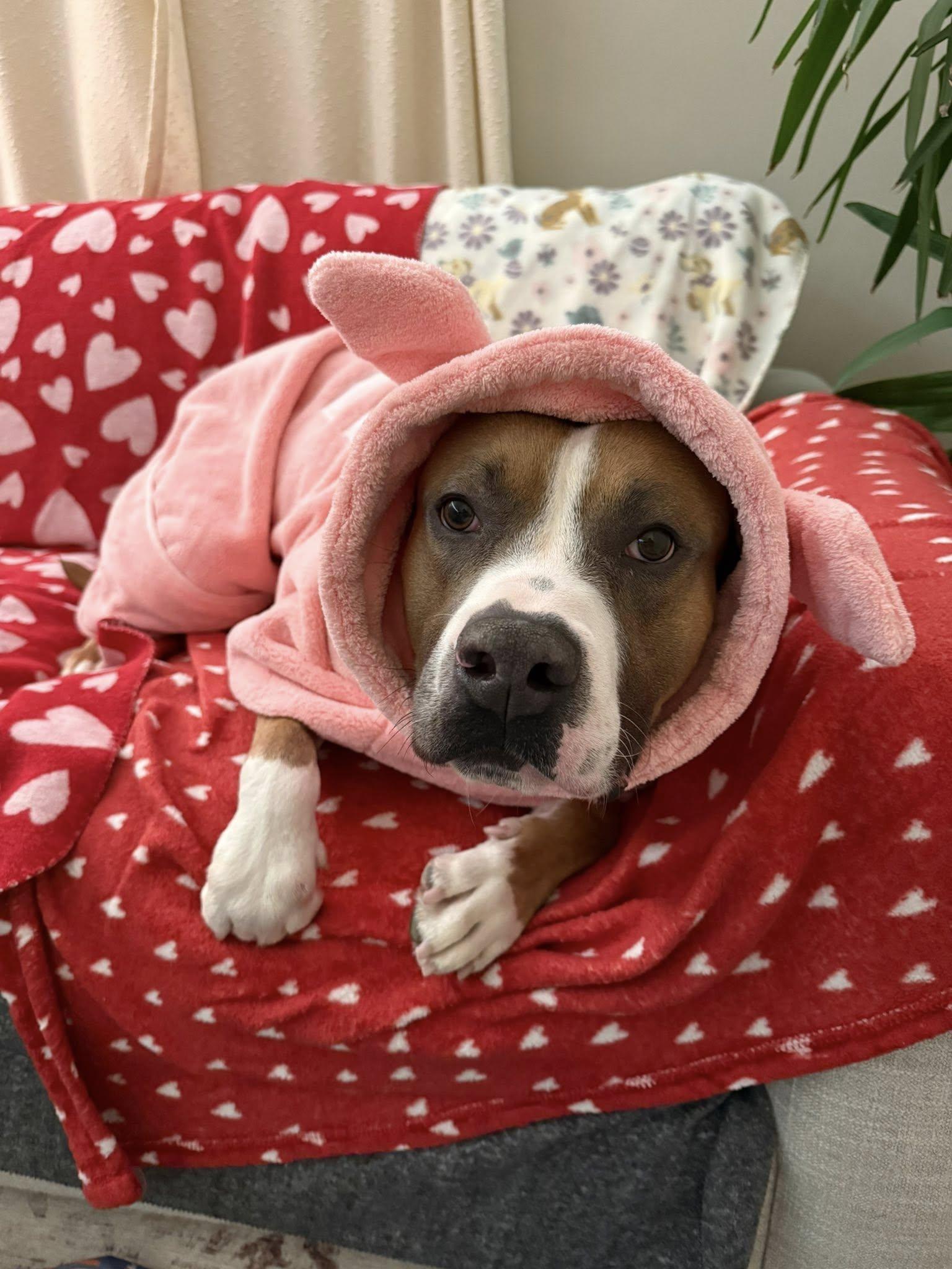 Enlarge Chadwick, an adoptable mixed breed in Cleveland, OH image 2/6