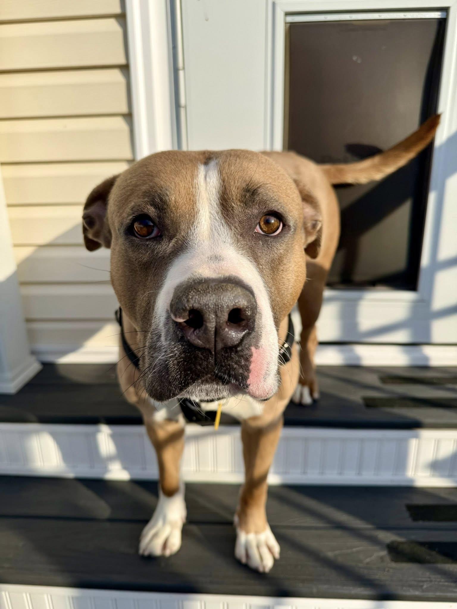 Enlarge Chadwick, an adoptable mixed breed in Cleveland, OH image 5/6