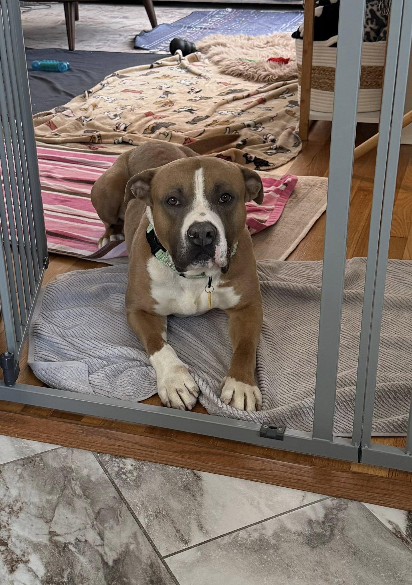 Enlarge Chadwick, an adoptable mixed breed in Cleveland, OH image 4/6