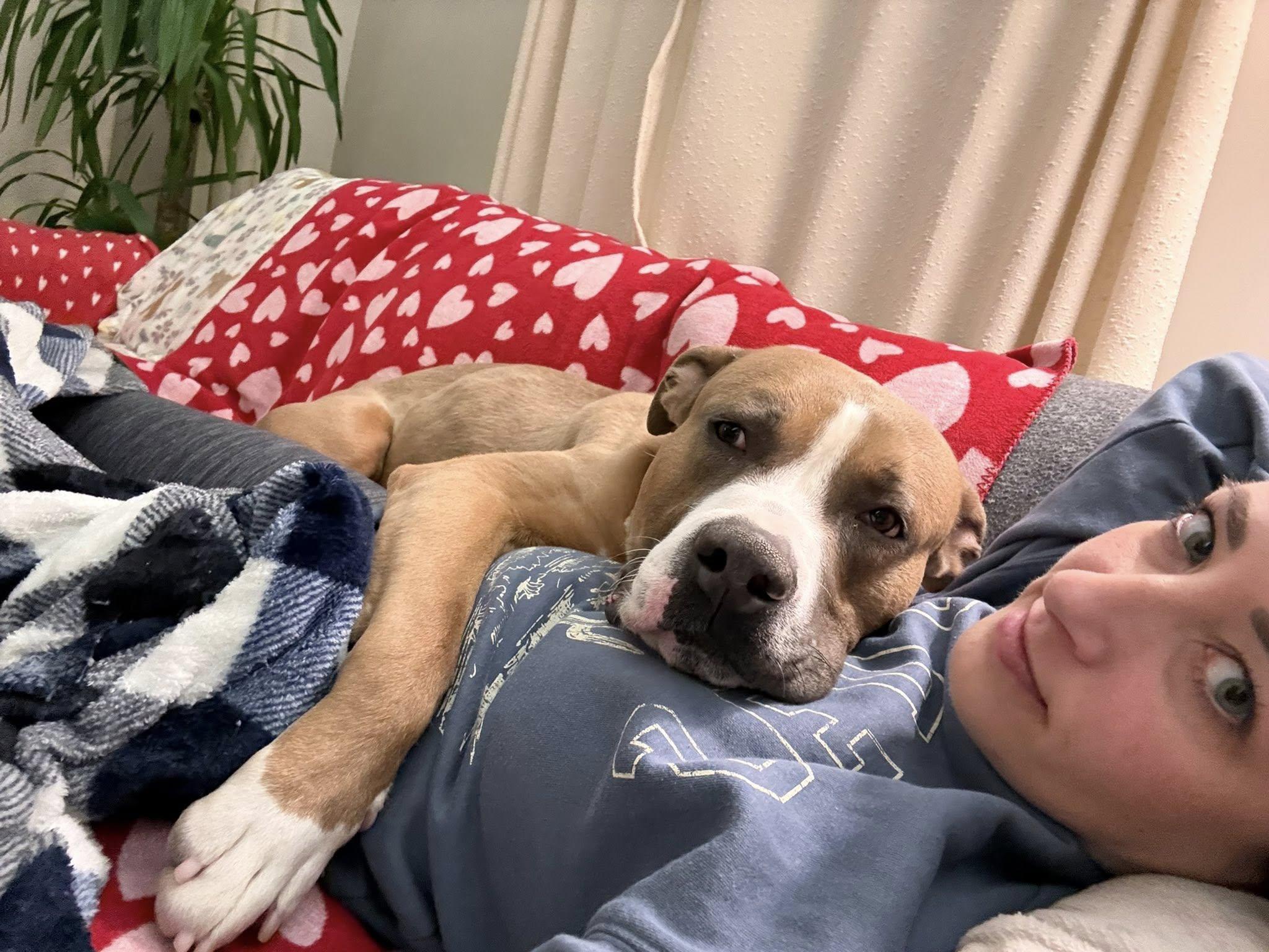 Enlarge Chadwick, an adoptable mixed breed in Cleveland, OH image 6/6