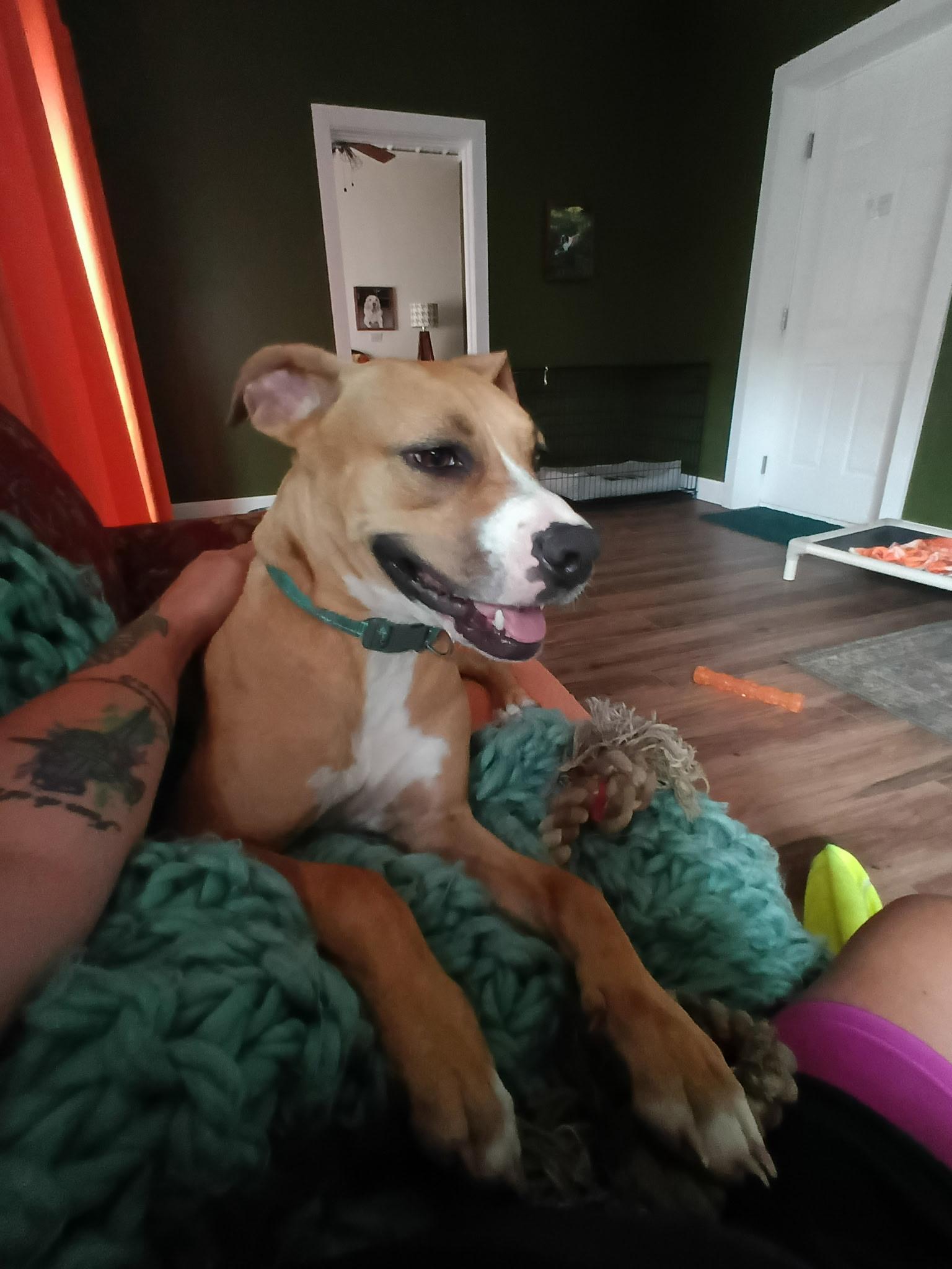 Enlarge Susie, a Adoptable mixed breed in South Charleston, OH image 3/6