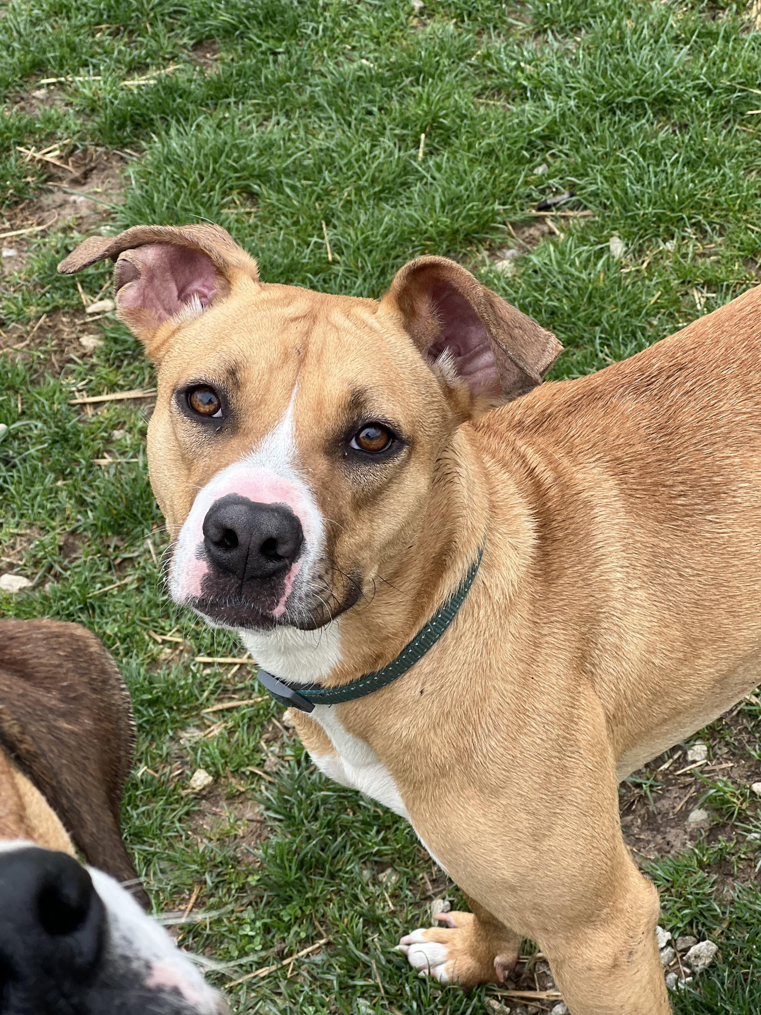 Enlarge Susie, a Adoptable mixed breed in South Charleston, OH image 5/6