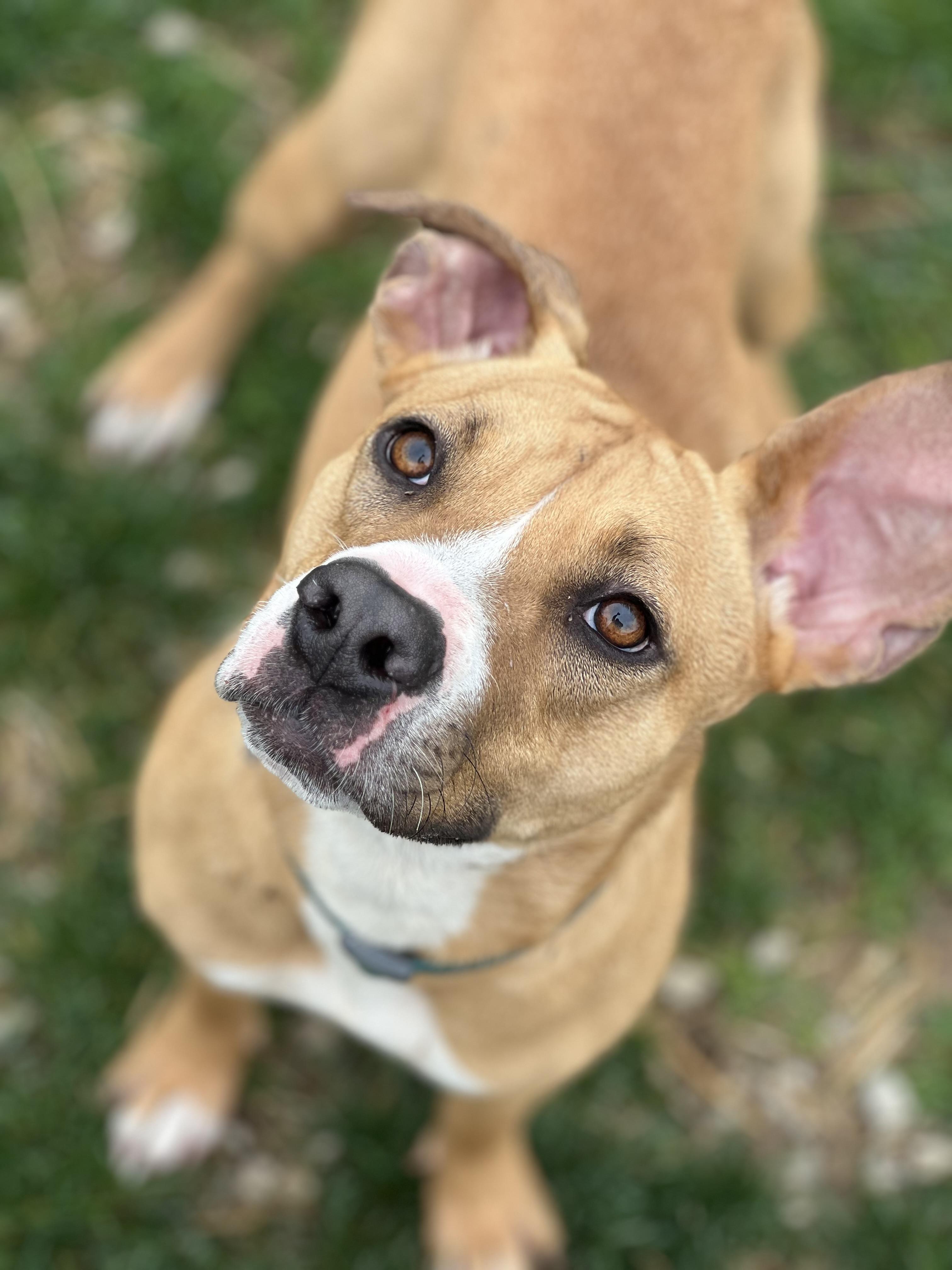 Enlarge Susie, a Adoptable mixed breed in South Charleston, OH image 4/6