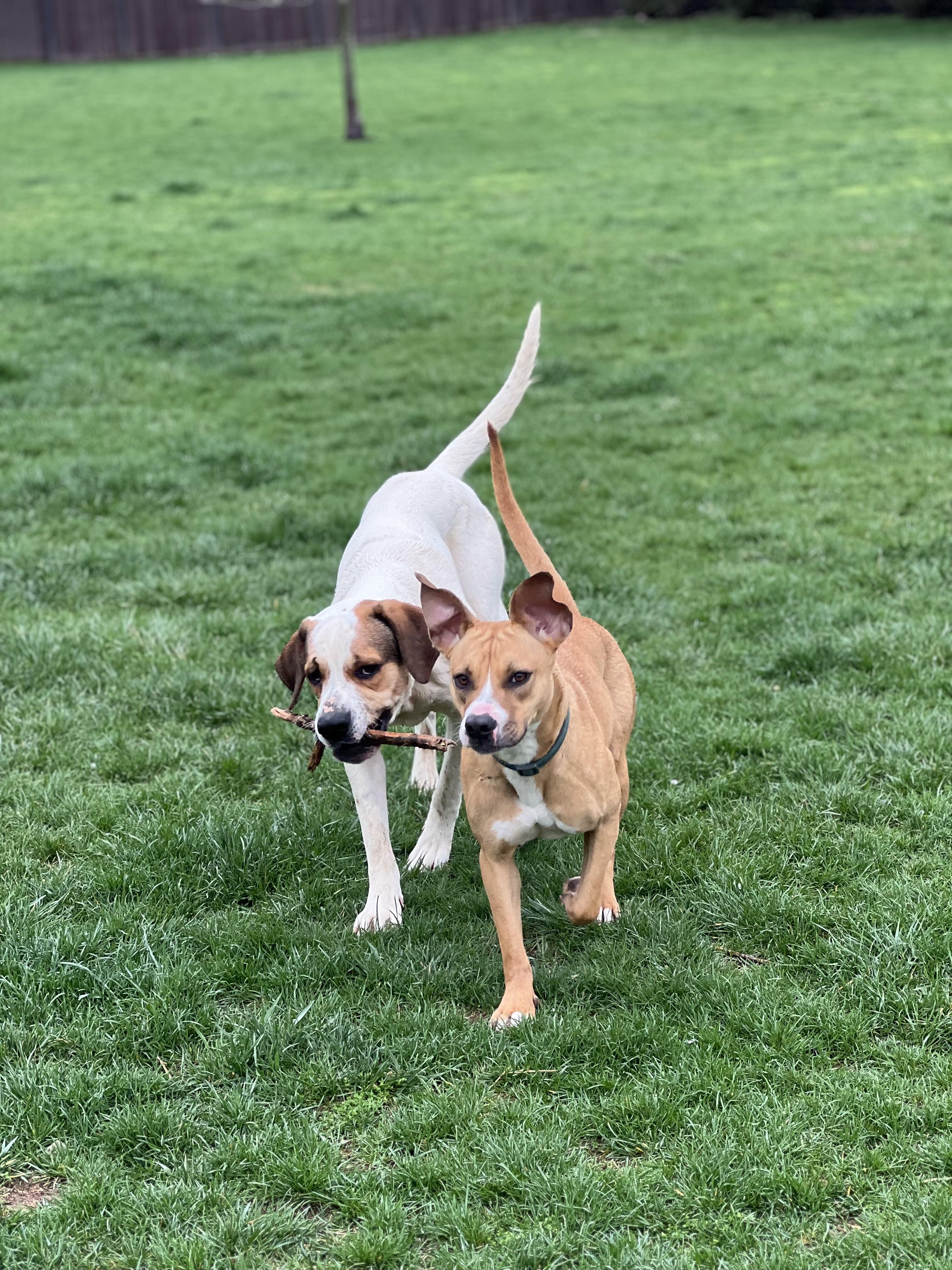 Enlarge Susie, a Adoptable mixed breed in South Charleston, OH image 6/6