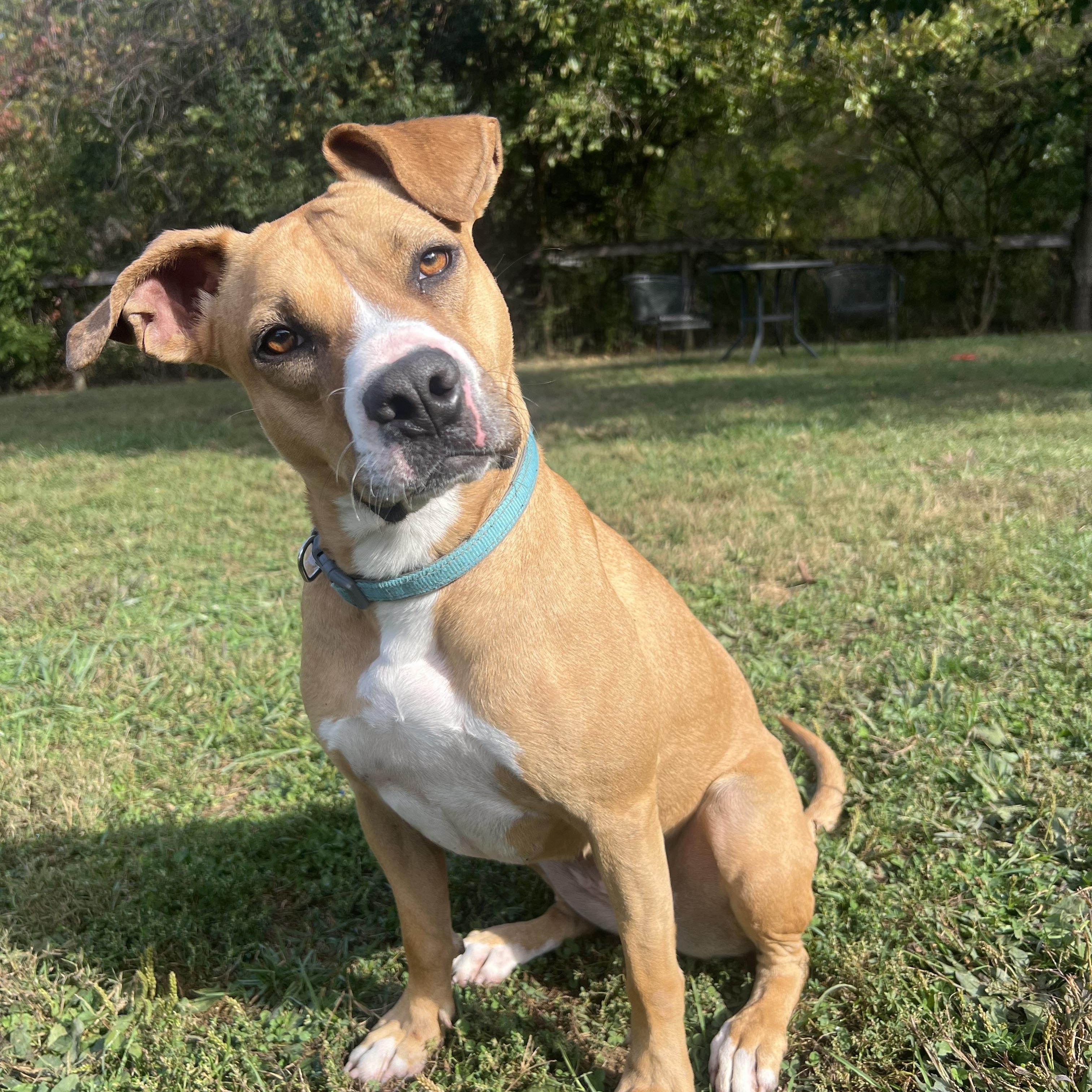 Enlarge Susie, a Adoptable mixed breed in South Charleston, OH image 1/6